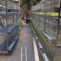 قفس مرغ ، کبک و بلدرچین