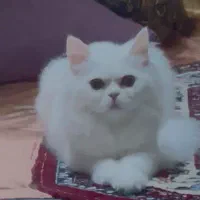 گربه|گربه|بندرعباس, |دیوار