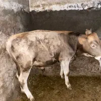 گوساله|حیوانات مزرعه|بوکان, |دیوار