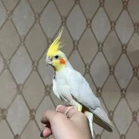 فروش عروس‌ هلندی
