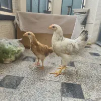 جوجه مرغ  ۴ ماهه