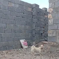 سگ پاکوتاه نر واکسن‌زده ،سالم و بازیگوش