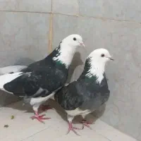 کبوتر. شازده. سبز مگسی
