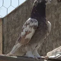 کفتر پرشی
