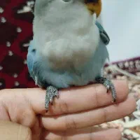 جوجه طوطی برزیلی