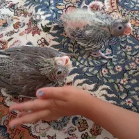 عروس هلندی|پرنده|کشکوئیه, |دیوار