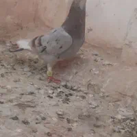پرشی کبوتر