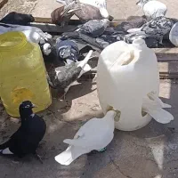 کبوتر