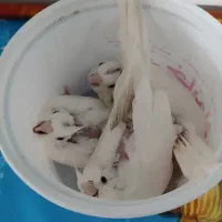 جوجه آلبینو سرلاکی