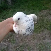 کبوتر های نروماده