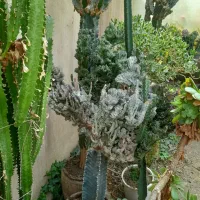 انواع گل های طبیعی و کاکتوس گلخانه