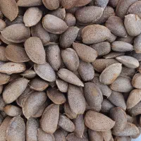 بادام سنگی و کاغذی