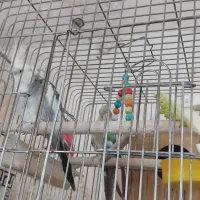 فروش  عروس هندی ماده تخم  دو نر سخنگو