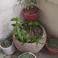 کلی گل همش باهم فقط ۲ تومن