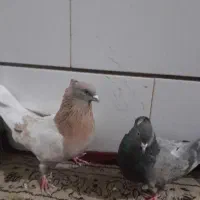 کبوتر اصفهانی پر پر جفت نر وماده