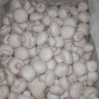 قارچ دکمه ای