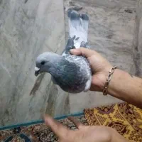 ۲تا ماده