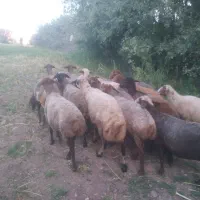 میش داشتی