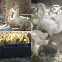 جوجه قوغاز خالماگور