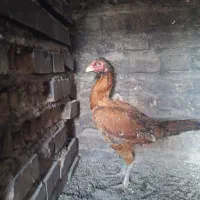 مرغ لاری