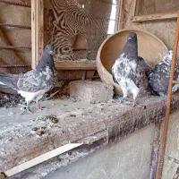 سه تا حیون گرفتنی
