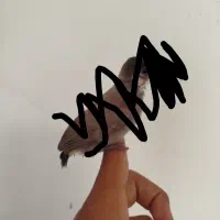 جوجه قناری ماده