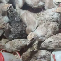 جوجه بوقلمون بوربون