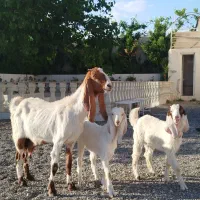 بز پاکستانی دوقلو