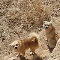 سگ پیدا شده هاسکی و پاپی