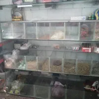 استند تخمک