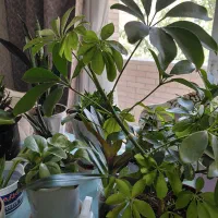 قرص کودارگانیک فله ای/نمایندگی اصلی اصفهان