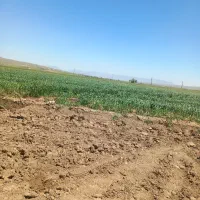 اجاره نصف کاری لوبیا