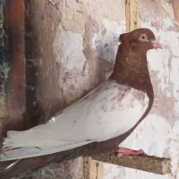 سینه ای|پرنده|دزفول, |دیوار