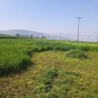 ینجه