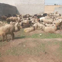 گوشت بره