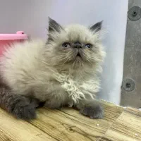 گربه بریتیش بلو و گربه هیمالین