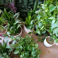 گل های طبیعی و زیبا