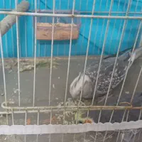 ۳ جفت عروس هلندی