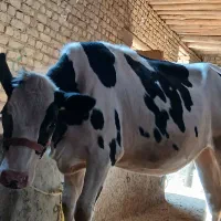 تلیسه گوساله اصیل هلشتان بزرکیلو۶۳۰سرپا۲۲۰م اذرسا