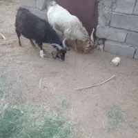 گوسفند چاق