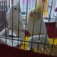 یک جفت عروس هلندی نر و ماده ،لوتینو وآلبینو
