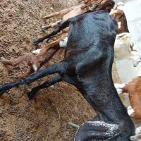 فروش بز ماده با مهره نر زیر قیمت بازار