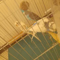 مرغ عشق معاوضه با عروس هلندی ماده