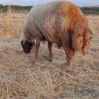 قوچ جوان