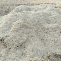 کاه گندم دیم