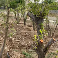 باغچه-سنددار-سهیلیه-زعفرانیه