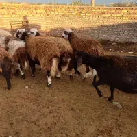 کاور میش  پلنگی