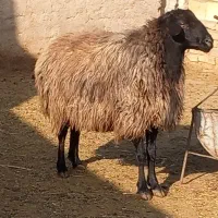 قوچ|حیوانات مزرعه|محمدیه-قزوین, |دیوار