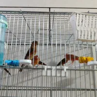 قناری|پرنده|شیراز, تندگویان|دیوار