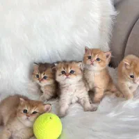 گربه در تمامی نژادها ( اسکاتیش پرشین بریتیش )